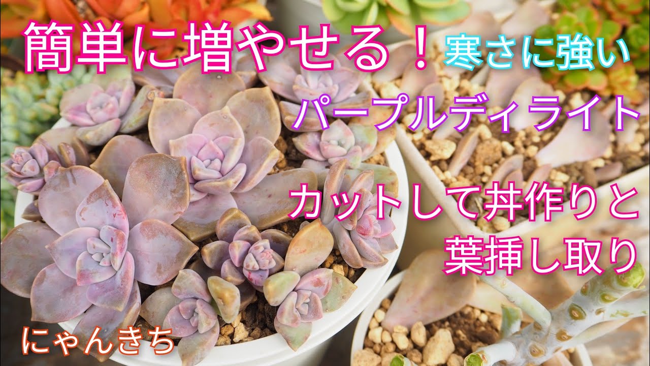 Succulents] Easy to propagate! Cold-hardy! Purple Delight ✨ Cut