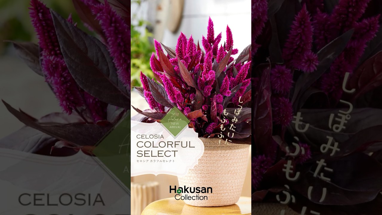 セロシア カラフルセレクト | 株式会社ハクサン｜花や植物、園芸資材を
