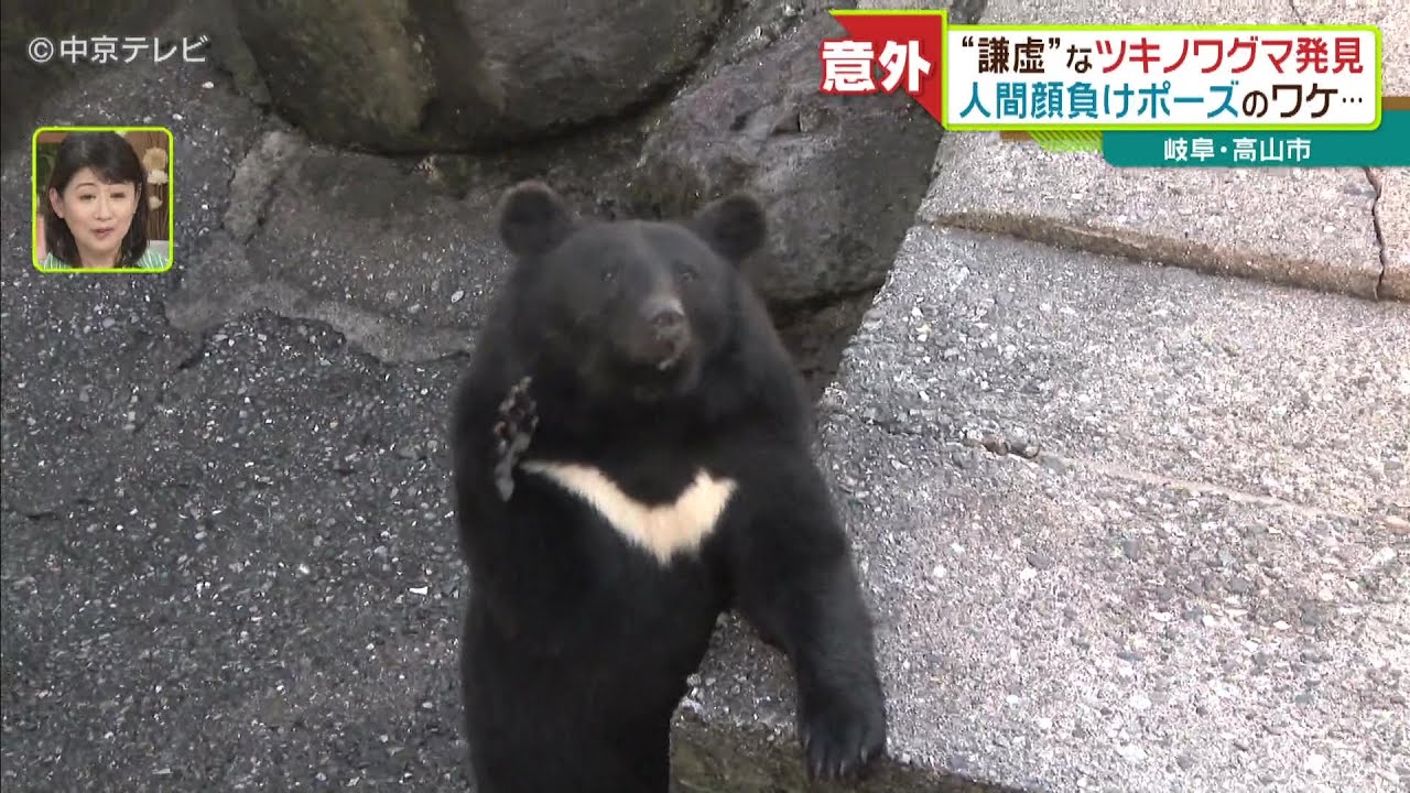 謙虚”なツキノワグマ発見 人間顔負けポーズのワケ… 岐阜・高山市 - YouTube