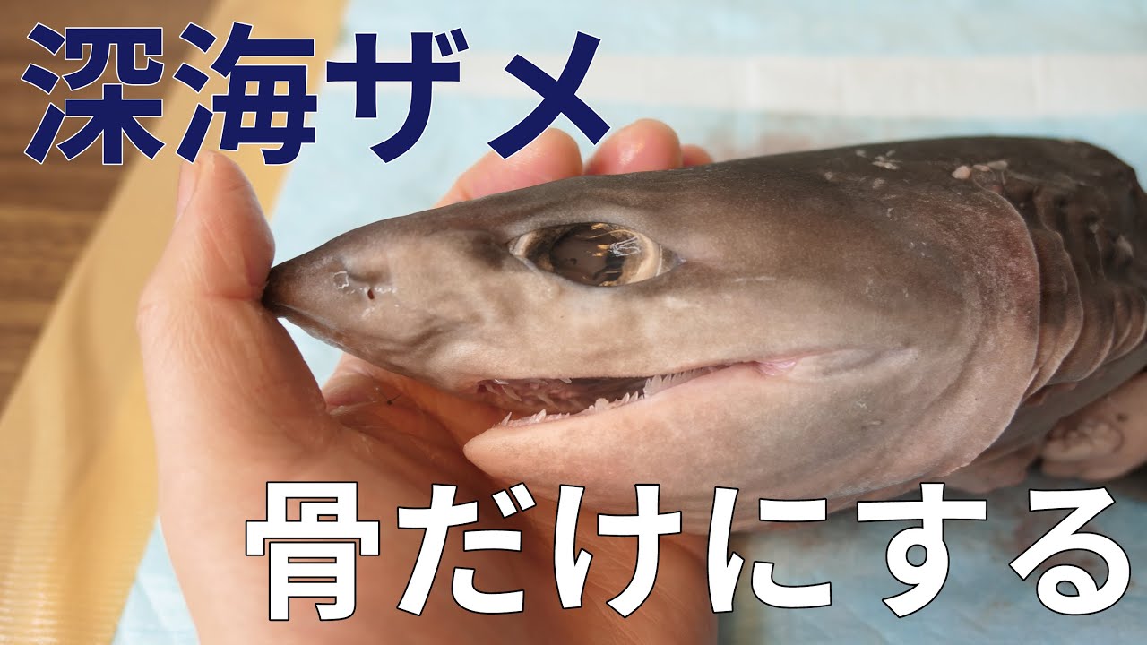 深海ザメの頭を骨だけにして標本にした結果・・・【エドアブラザメ