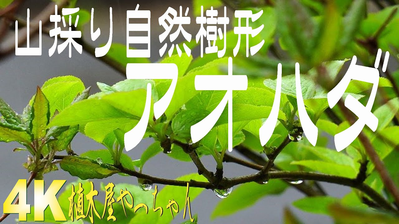 山採り自然樹形アオハダ 新芽 2023 - YouTube