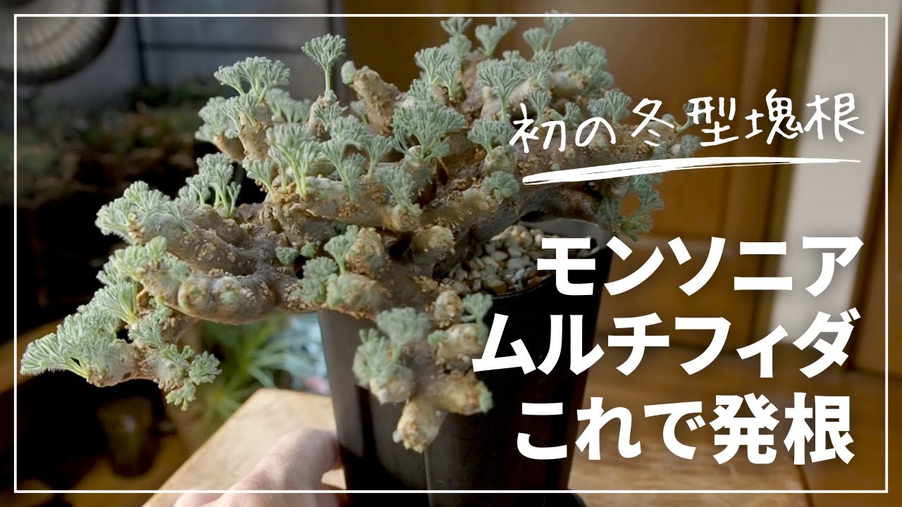 モンソニアムルチフィダ発根管理｜初めての冬型塊根植物この方法で発根