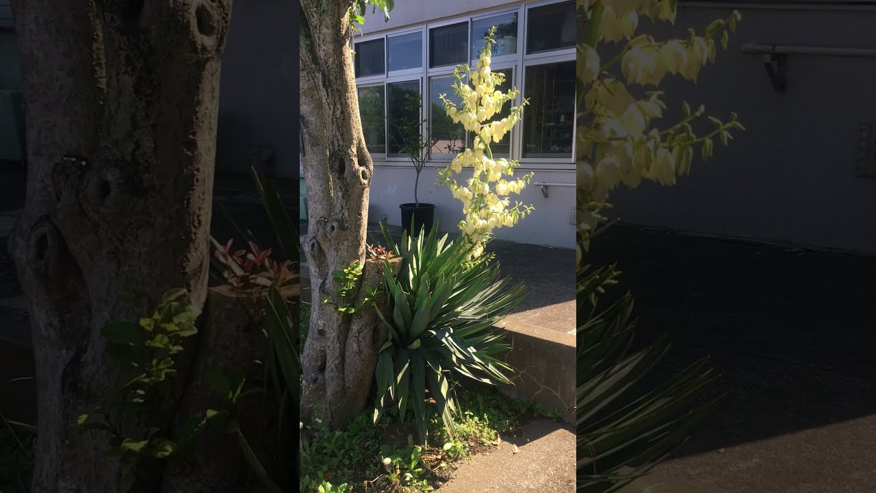 ユッカグロリオサ（アツバキミガヨラン)の開花／ドライガーデン - YouTube