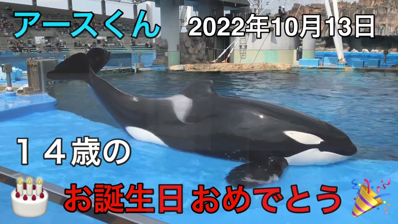 シャチのアースくん 14歳のお誕生日おめでとう🎉 【名古屋港水族館