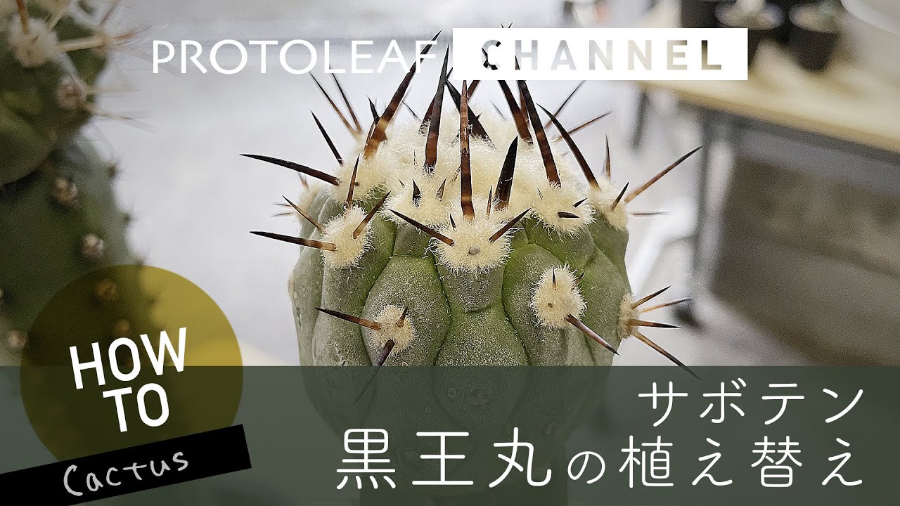 ガーデニング】サボテン 黒王丸の植え替え - YouTube