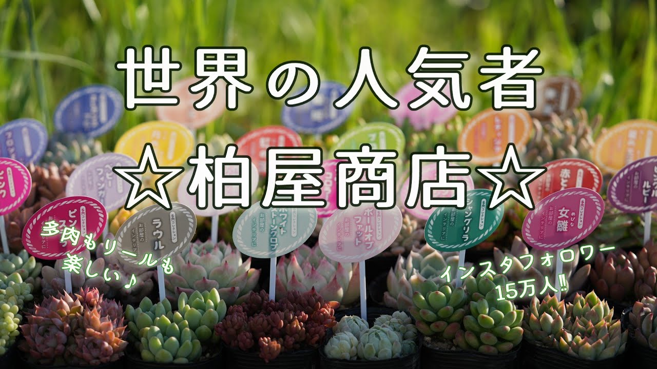 546 [Introducing many recommended succulents] There is also an