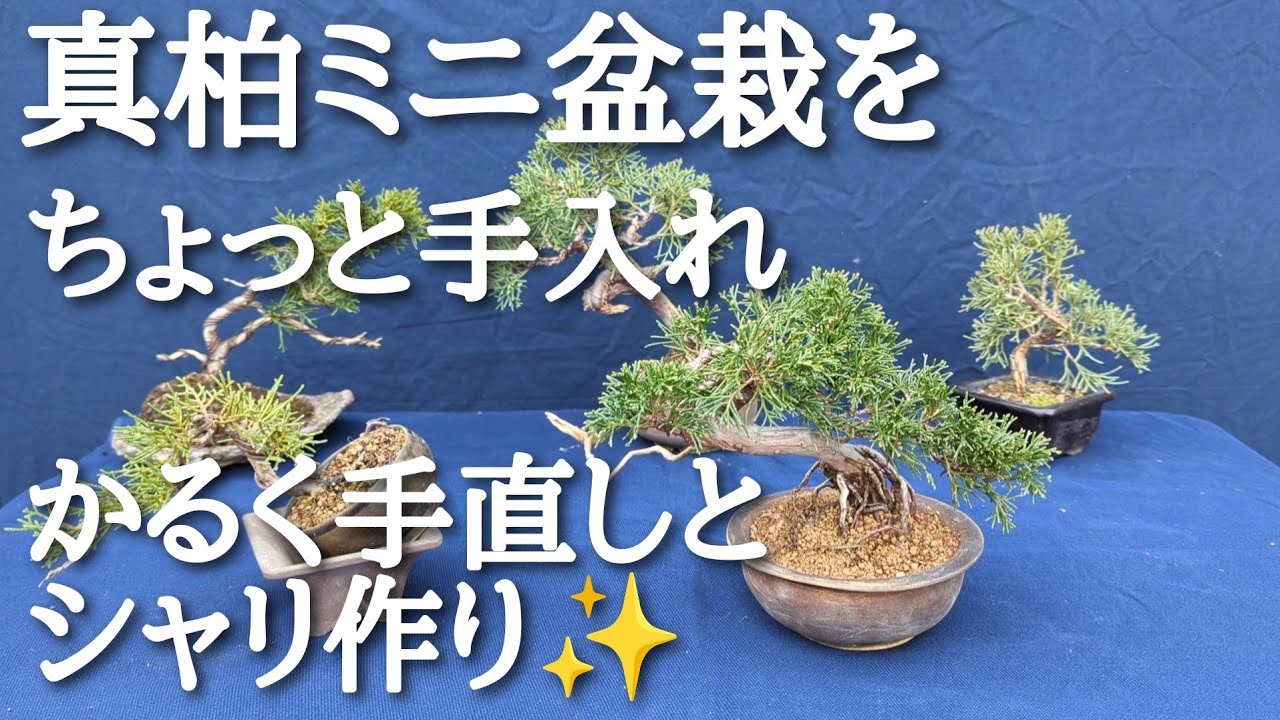 真柏ミニ盆栽をちょっと手入れ - YouTube