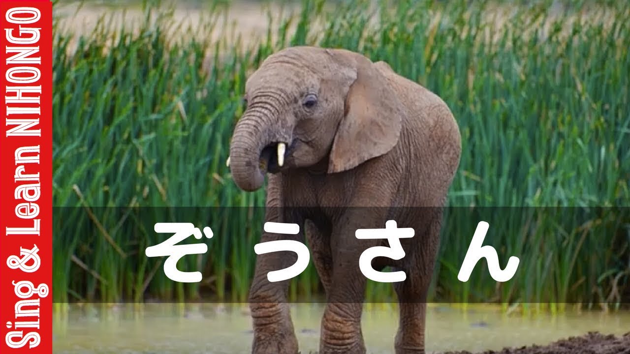 ぞうさん（まどみちお : 作詞 團伊玖磨 : 作曲） - YouTube