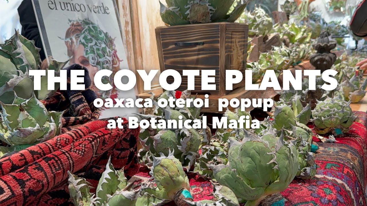128 Coyote plants ポップアップ at Botanical Mafia / オアハカオテロ