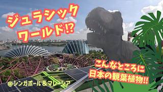 出張vlog】世界に羽ばたけ！ニッポンのお花🇯🇵【シンガポール