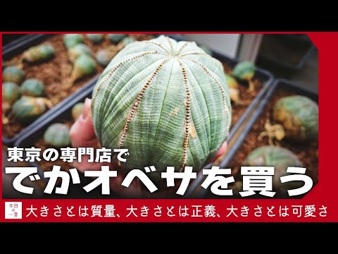 あまりにも大きなオベサを東京の専門店からお迎えしてきた【アガベ