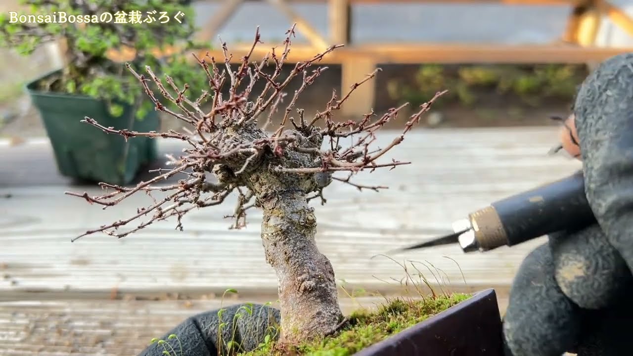 Putting a tree trunk on a zelkova tree #bonsai - YouTube