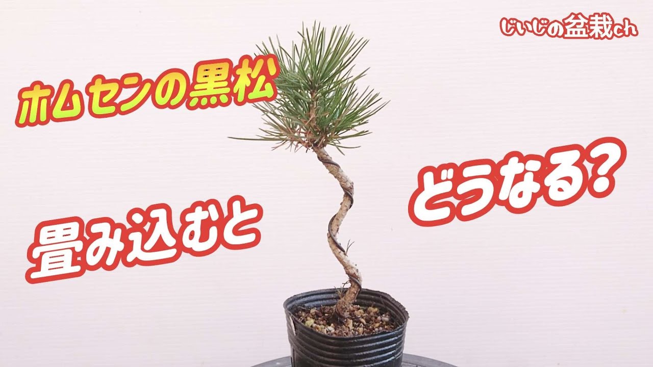 Let's make a mini bonsai! ] Black pine convolution😱 / Pruning