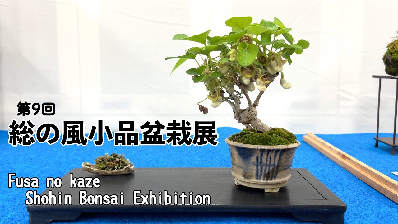 第9回 総の風小品盆栽展／The 9th Fusa no kaze Shohin Bonsai