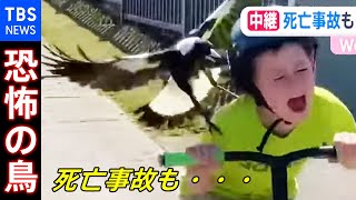 死亡事故も！オーストラリアで出没“恐怖の鳥”とは？【あさチャン