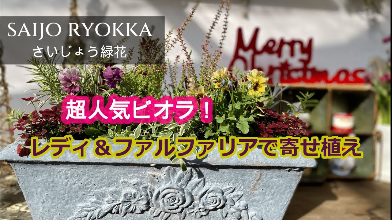 Super popular Viola Lady & Falfurria mixed planting #8 - YouTube