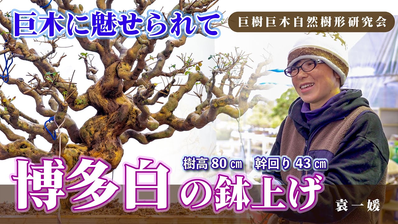 Giant tree, Hakata Bai potted up, height 80cm, trunk circumference