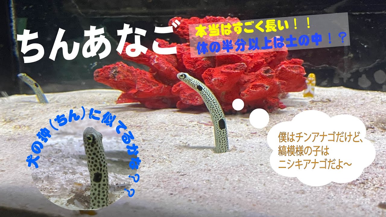 越前松島水族館】チンアナゴとニシキアナゴ - YouTube