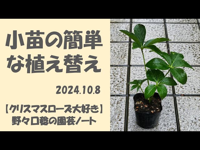 2024.10.8 小苗の簡単な植え替え - YouTube