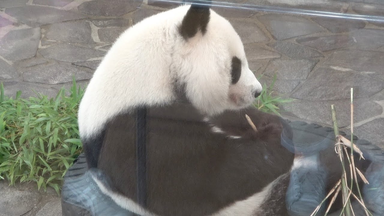 偽育児の真っ最中のタンタン🐼 タイヤに座ってタンタンの可愛い背中
