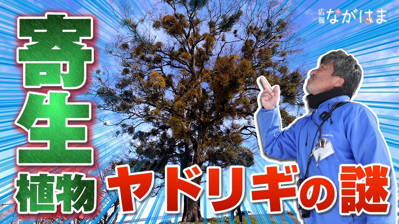 寄生植物ヤドリギの謎（ながはまの自然 不思議発見！2022.3月号