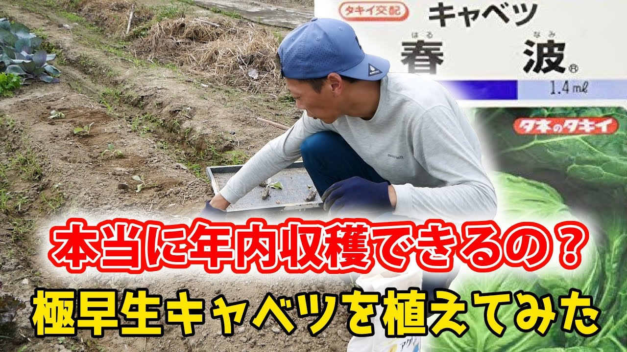 Harvesting spring cabbage in winter!? It's called Harunami, an