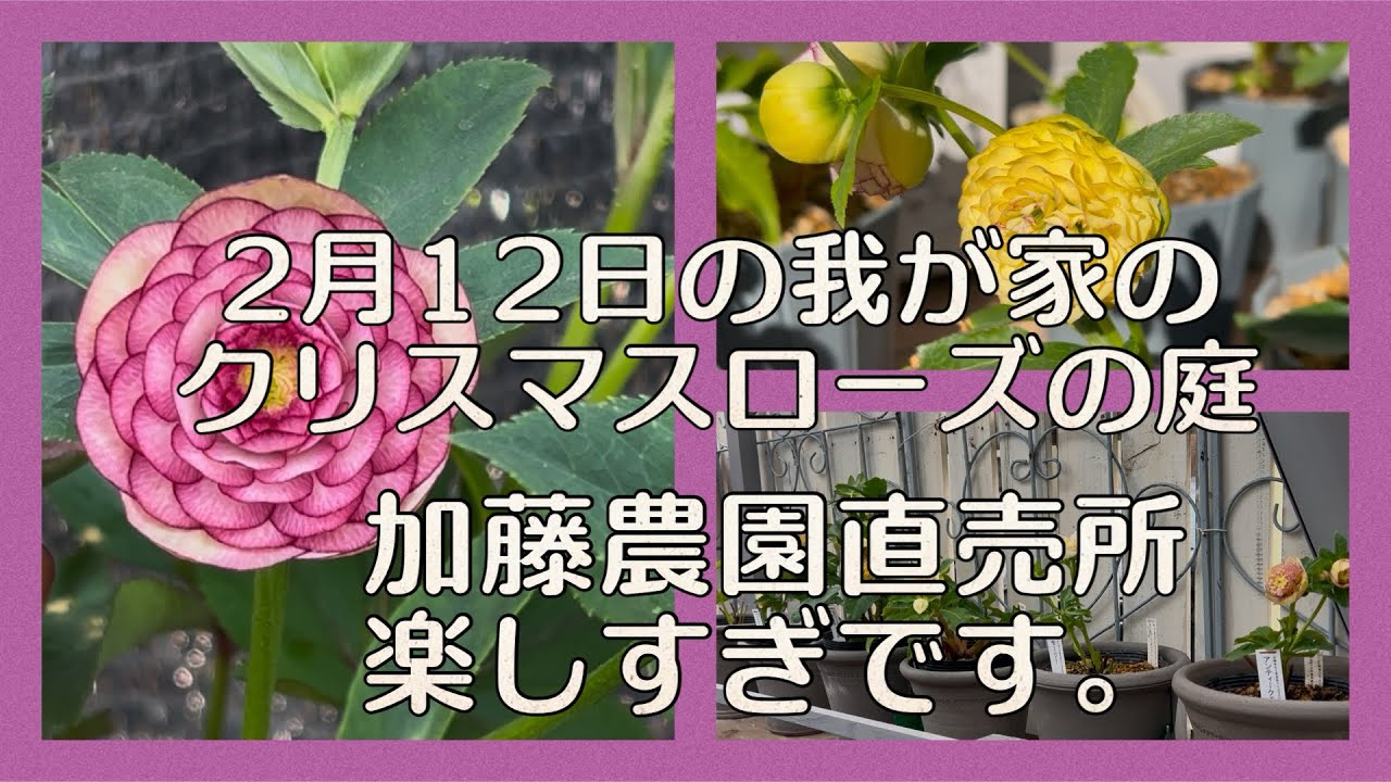 クリスマスローズの庭&加藤農園直売所楽しすぎです。 - YouTube