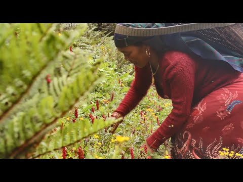 スパイクナード - doTERRA TIMES