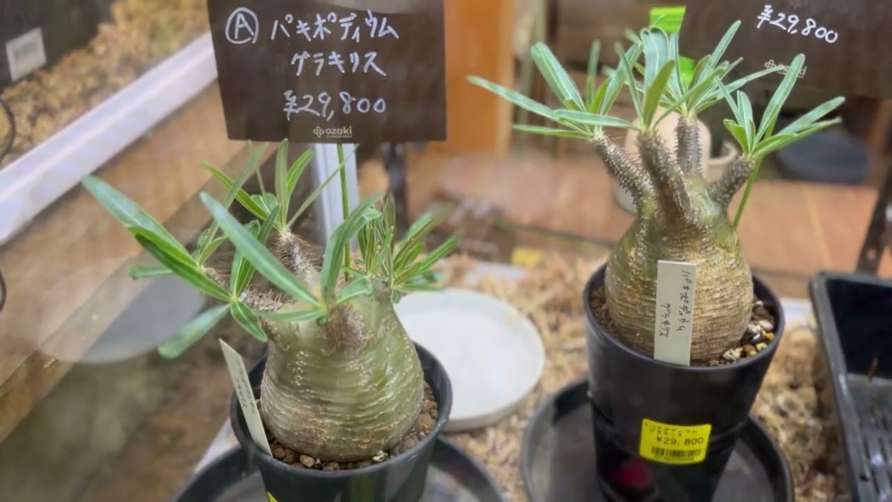 パキポディウム・グラキリス】塊根植物好きを魅了する、その秘密を徹底