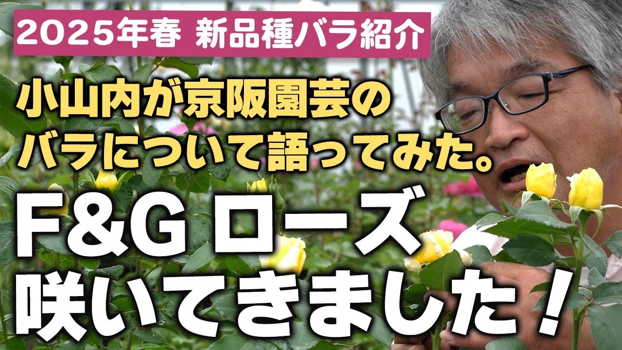 New variety introduction] Keihan Engei F&G Rose has bloomed! (May