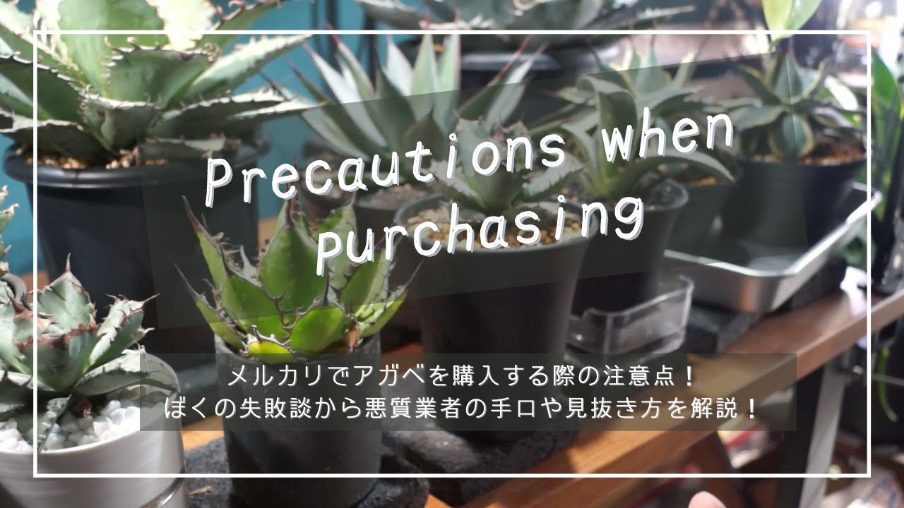メルカリでアガベを購入する際の注意点！ぼくの失敗談から悪質業者の