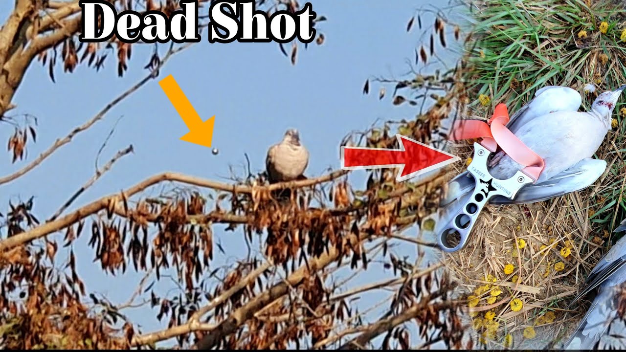 How Slingshot Steel Ammo Can Kill the Birds On Tree❓ | Slingshot