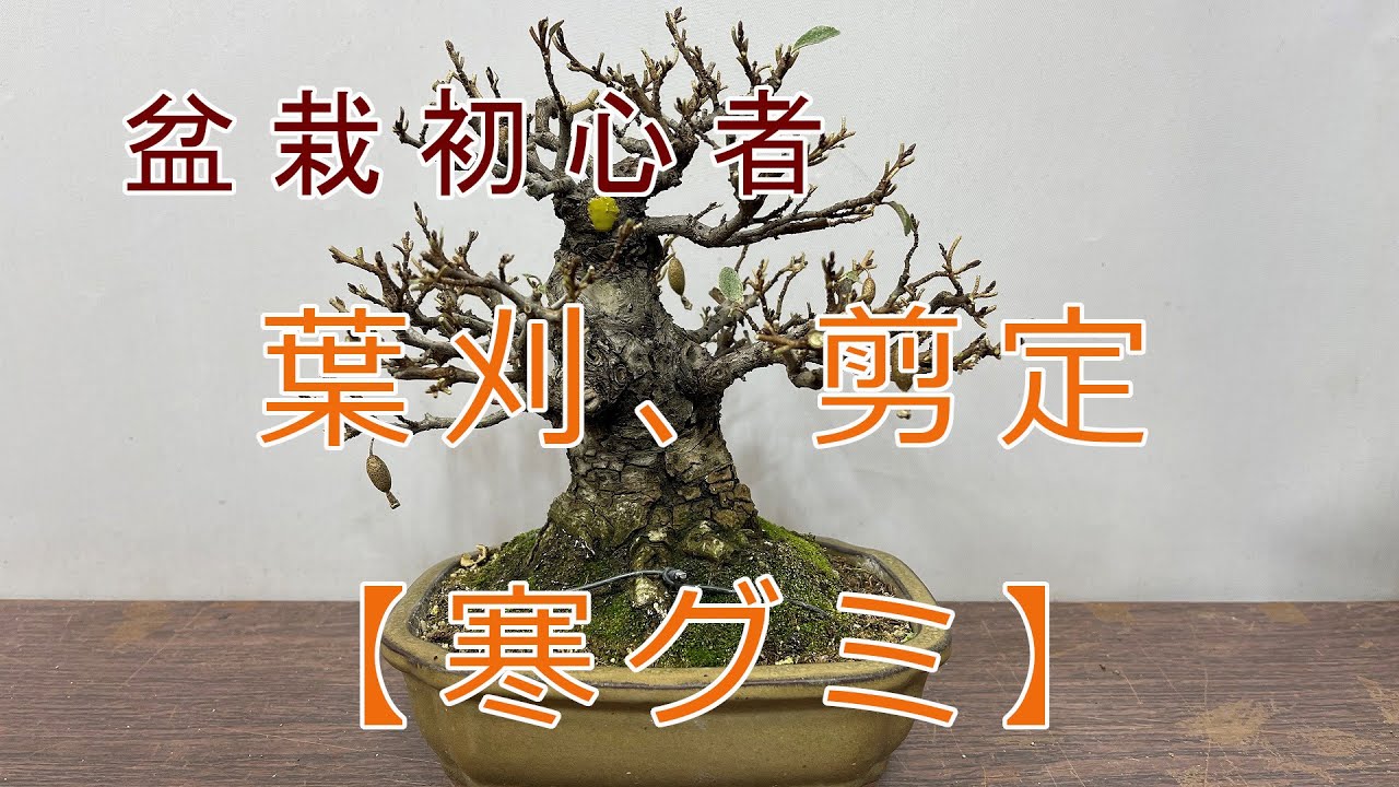 盆栽初心者向け 葉刈、剪定 【寒グミ】 - YouTube