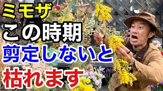 必ず切って下さい】ミモザの正しい剪定方法教えます 【カーメン君
