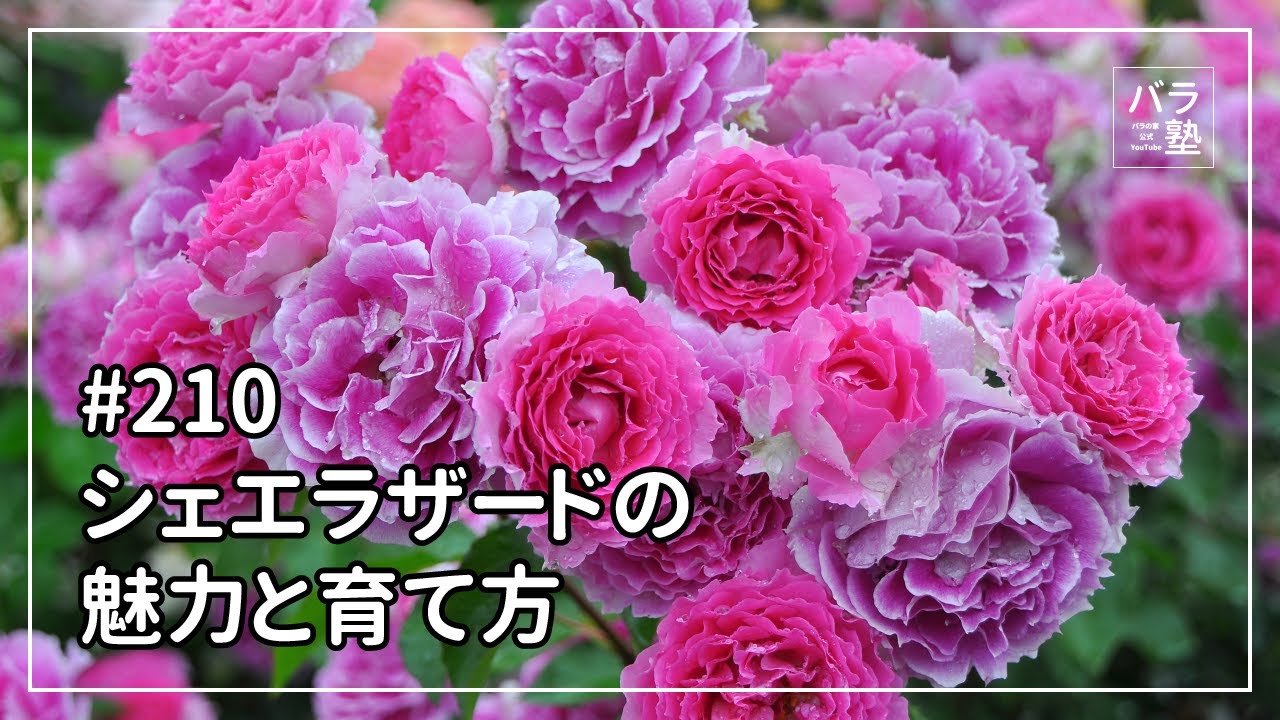 バラ苗【中苗】シェエラザード 国産苗 6号鉢植え品［農林水産省 登録