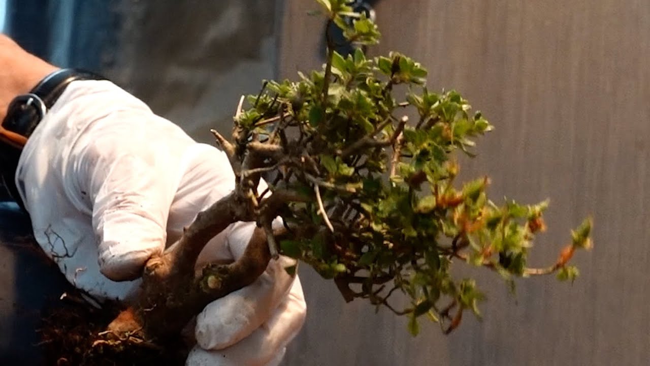 Pruning difficult trees [With subtitles] - YouTube