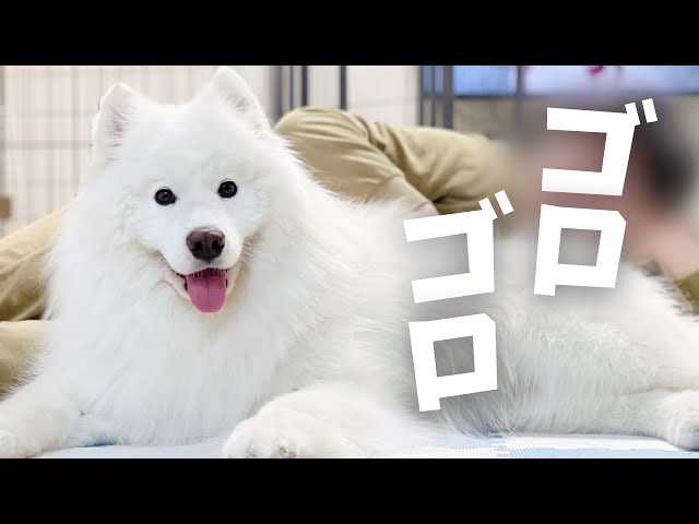 サモエドがパパと男2人暮らしになった日 - YouTube