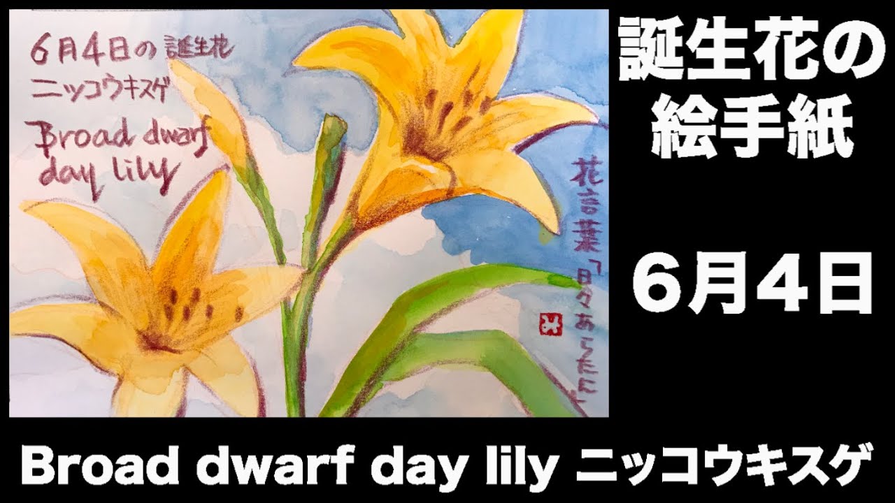 誕生花の絵手紙 6月4日 Broad dwarf day lily ニッコウキスゲ - YouTube