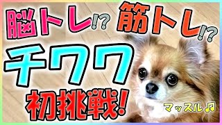 チワワ】超絶可愛い♪8の字くぐりのトリック「エイト」の教え方 - YouTube