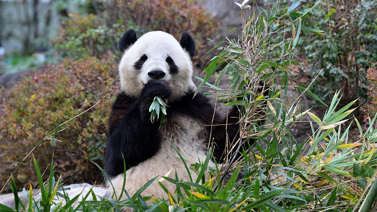 2025.12.20 今日のパンダ（4036日目）[8K] - YouTube