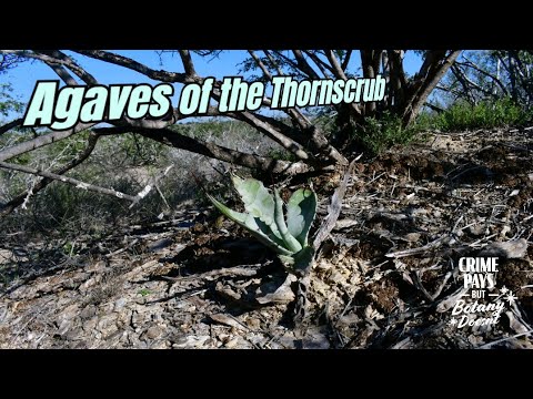 Rare South Texas Agaves that Grow on Ancient Oyster Beds - YouTube