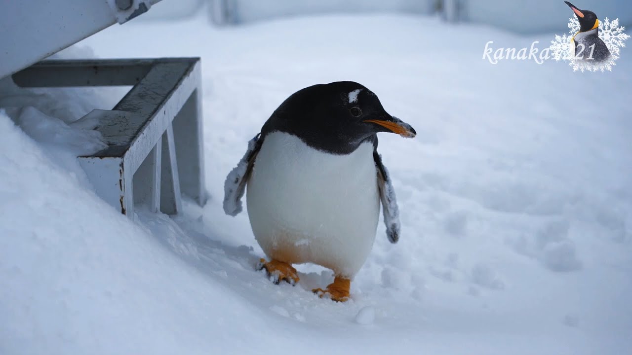 旭山動物園 トボガン広場仔ペンギン達大いに気に入る！ - YouTube