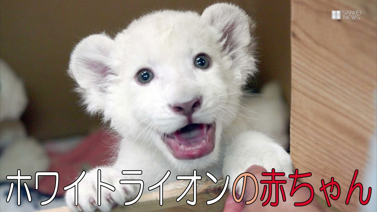 どうぶつ園のニューフェース】ホワイトライオンの赤ちゃん＠姫路