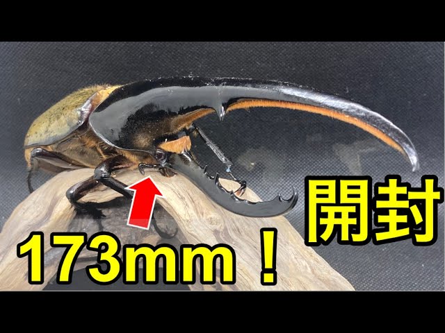 大迫力！170mm越えのヘラクレス！ 開！封！ - YouTube