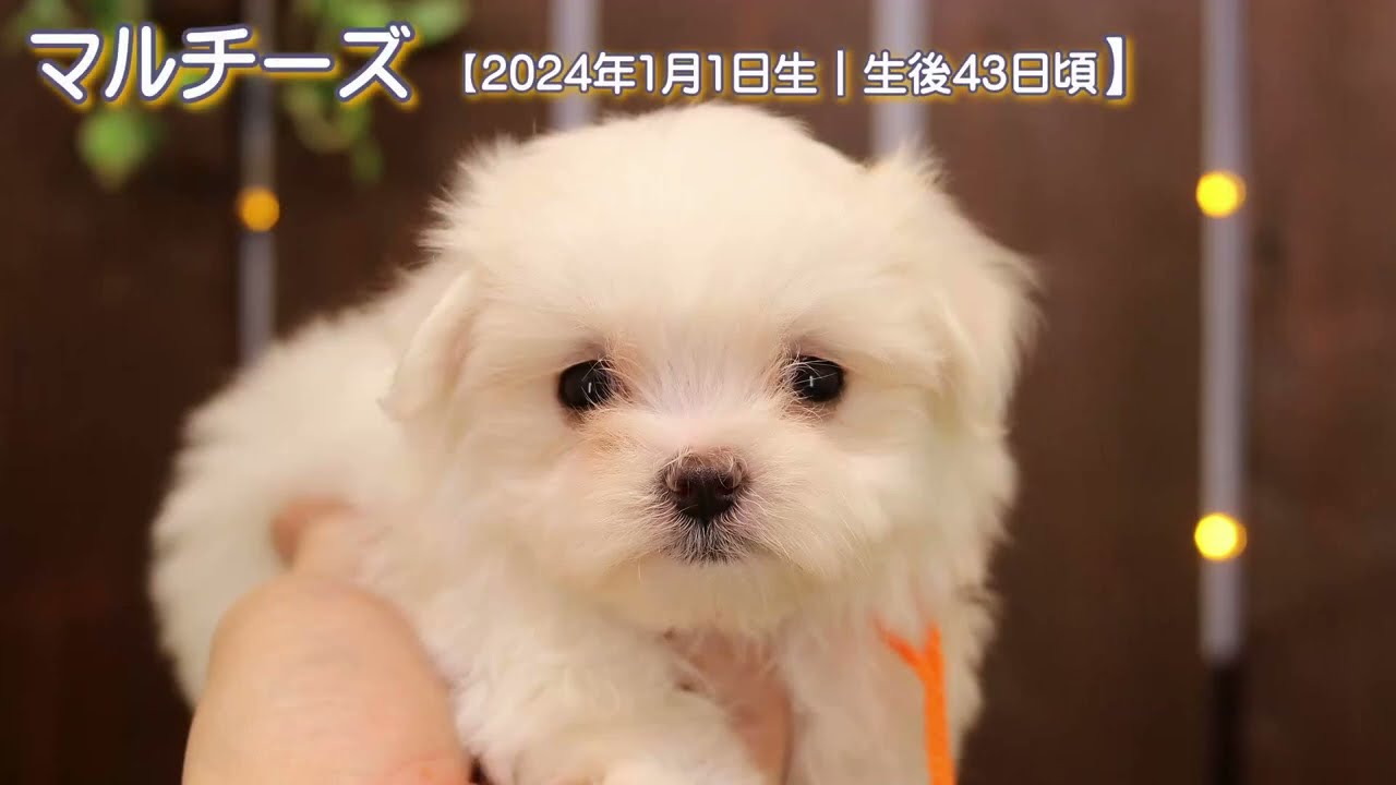 マルチーズ 【2024年1月1日生・女の子】④-4 – DOLLz【ドールズ