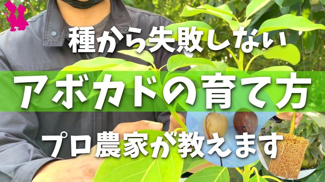 Eye-opening] How to grow avocados from seeds! This is how