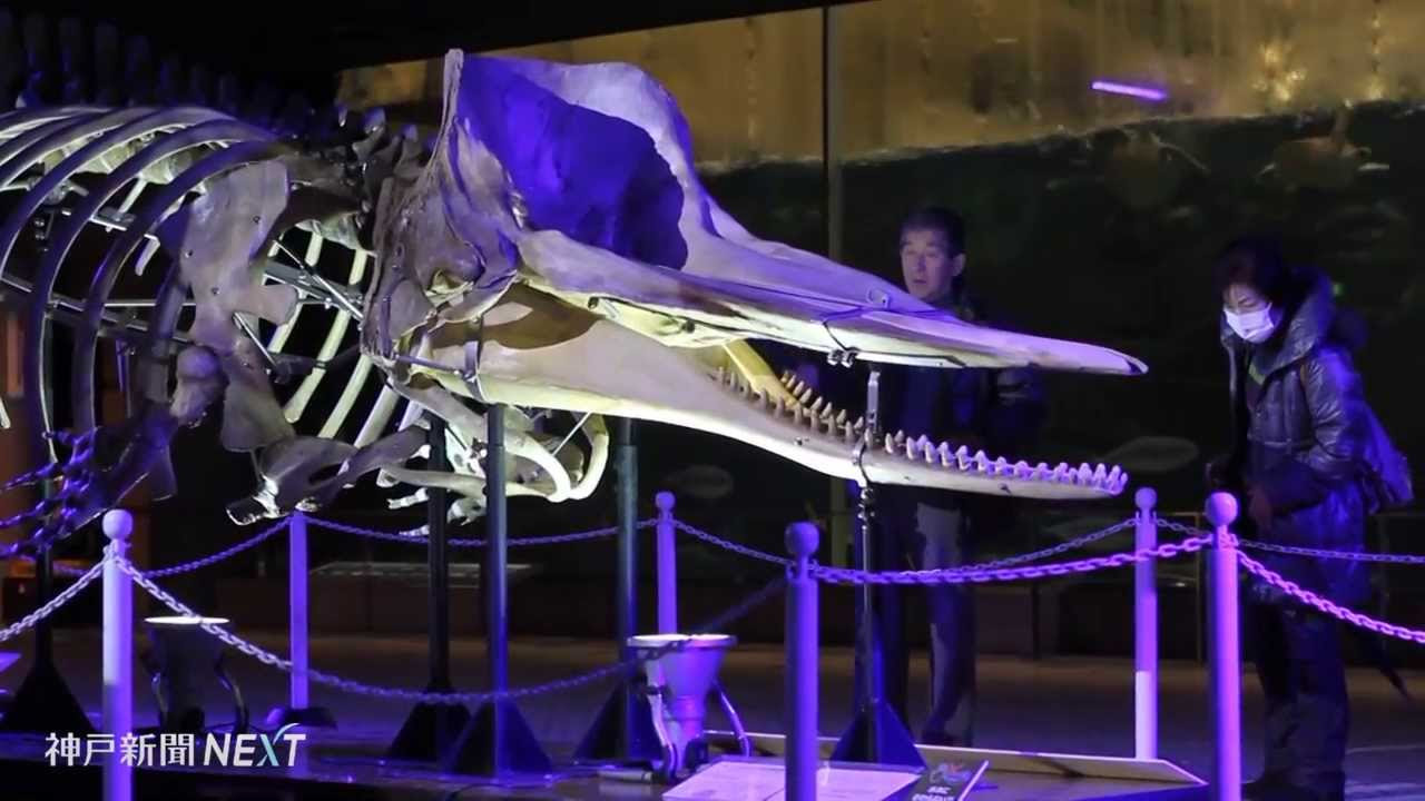全長9．1m！ マッコウクジラの骨展示 神戸・須磨海浜水族園 - YouTube