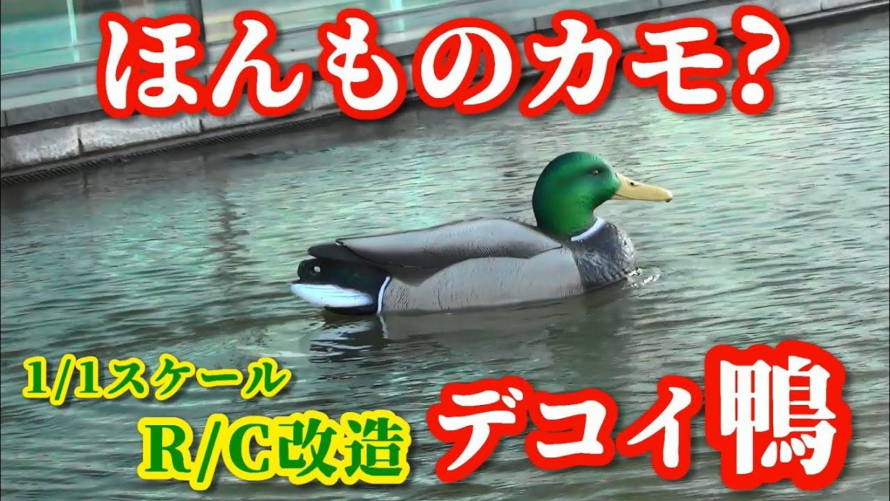 ほんものカモ? デコイ鴨R/C 1/1スケール - YouTube