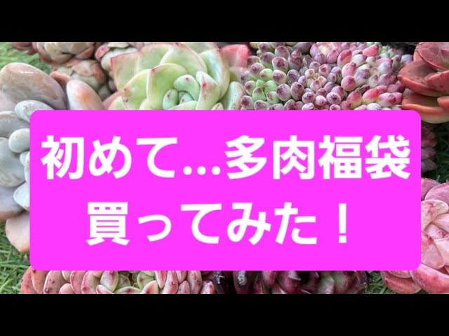 たにゆ さんの多肉福袋を買って開けてみたよ - YouTube