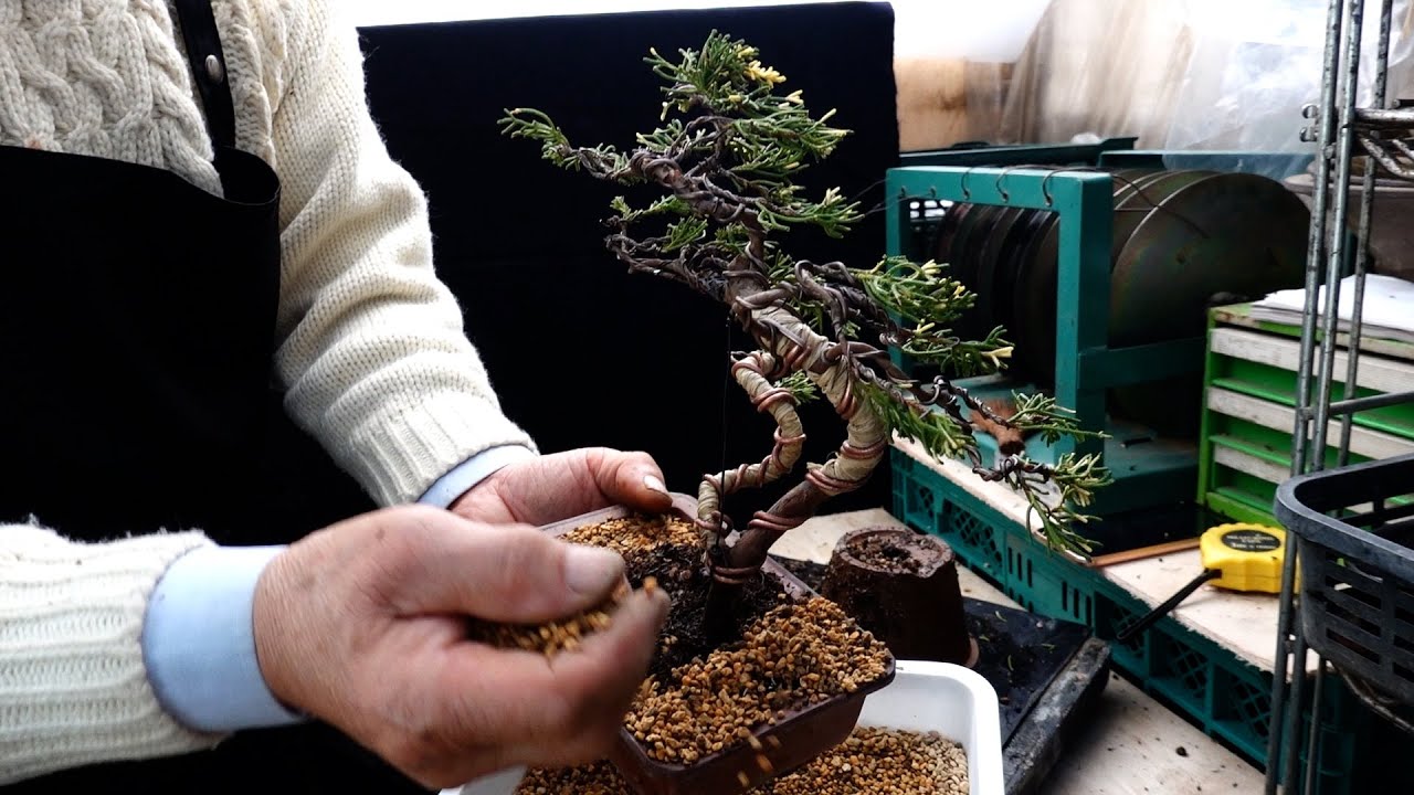 斑入り真柏が植え替え完了でいよいよ完成！ - YouTube